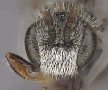 Media type: image;   Entomology 30460 Aspect: head frontal view